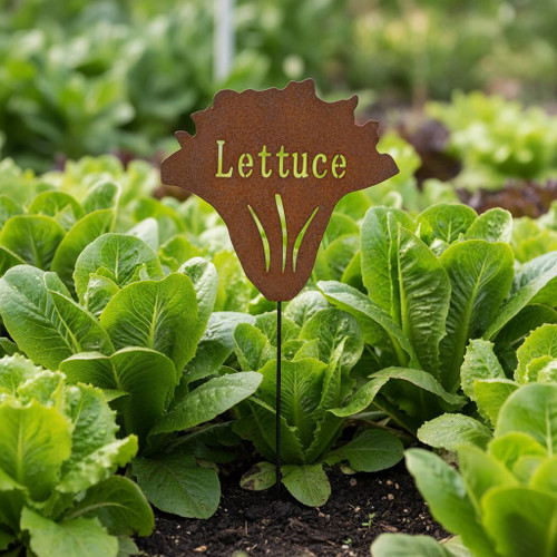 LETTUCE STAKE - US471