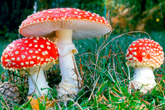 Exploring the Benefits of Psychedelic Mushrooms Amanita Muscaria Exploring the Benefits of Psychedelic Mushrooms Amanita Muscaria