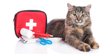 How to Build Your Own Pet Emergency Kit How to Build Your Own Pet Emergency Kit