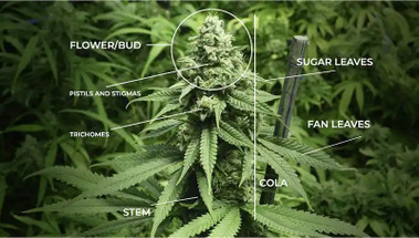 A Complete Guide to Understanding Cannabis Flower Quality: From Exotics to AAA A Complete Guide to Understanding Cannabis Flower Quality: From Exotics to AAA