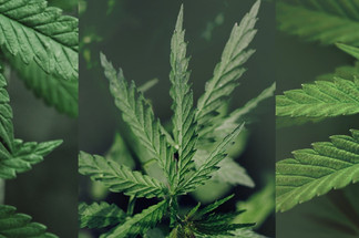 What is each strain of cannabis for? What is each strain of cannabis for?