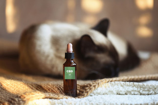 Why do people buy their pets CBD? Why do people buy their pets CBD?