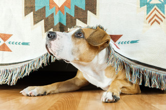 Fireworks All Year: Is Your Dog Stressing Out? Fireworks All Year: Is Your Dog Stressing Out?