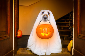 How To Make Halloween Enjoyable For Your Dog How To Make Halloween Enjoyable For Your Dog