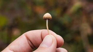 How to take Mushroom Micro Dosing How to take Mushroom Micro Dosing