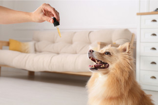 Top days of the year for using Pet CBD Top days of the year for using Pet CBD