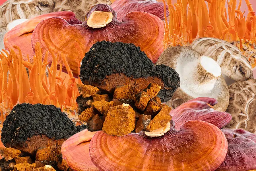 Unlocking the Healing Powers of Lion's Mane and Reishi Mushrooms A
