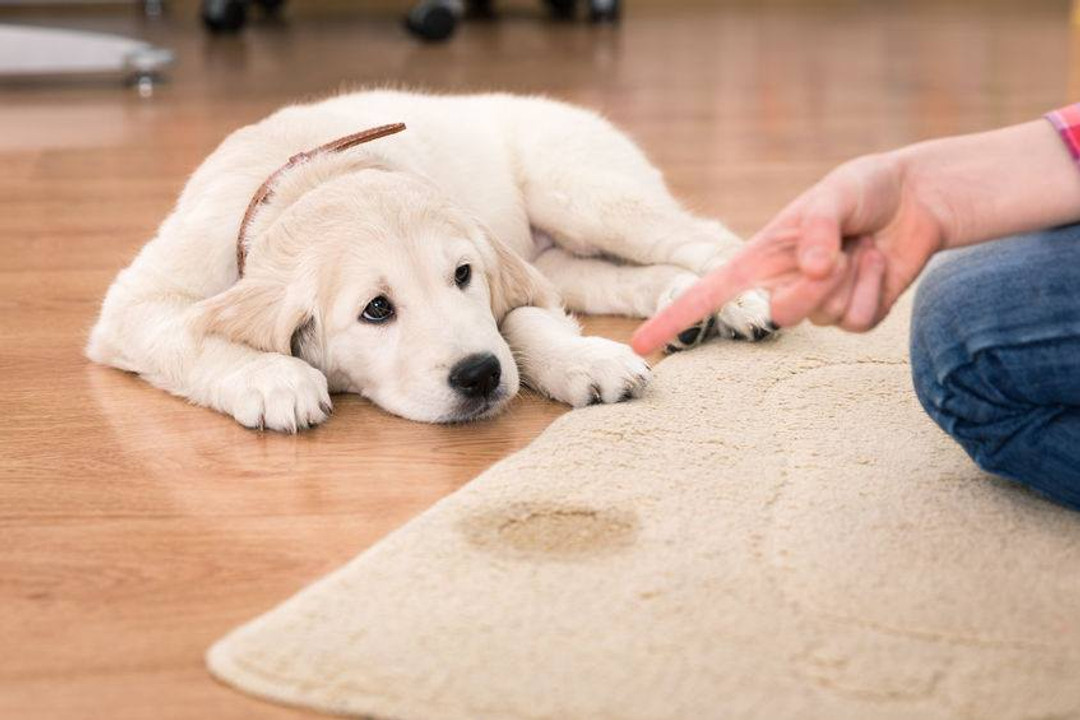 HOW TO GET THE SMELL OF PET URINE OUT OF CARPET?