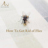 How to Get Rid of Flies