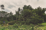 From the forests to the cooperage 