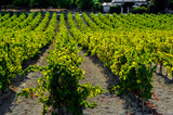 Sherry  developments in Spain