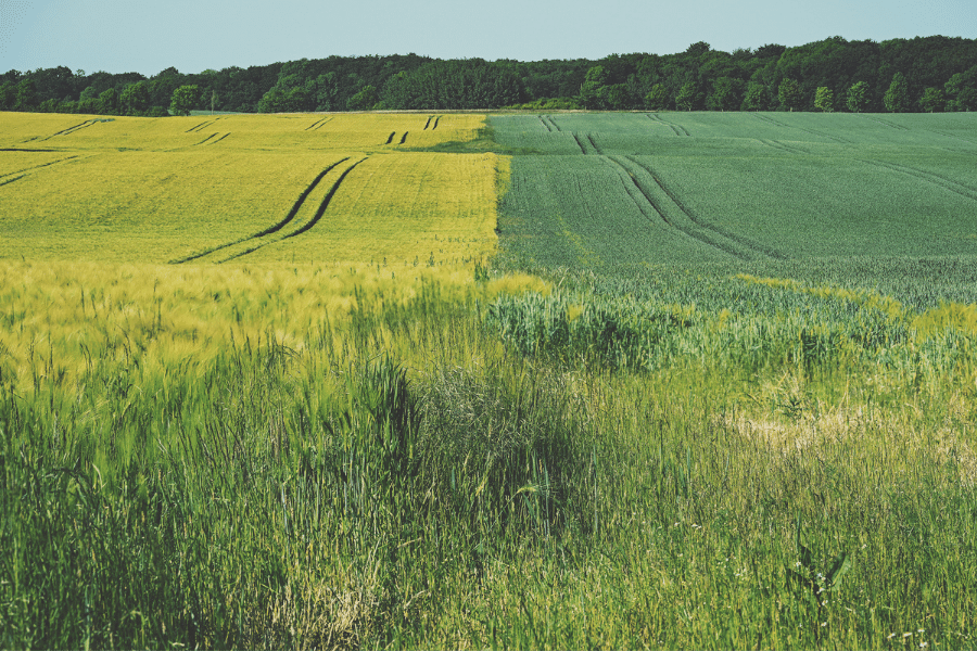 Rye-volution