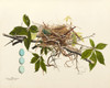 Art Prints of Black Billed Cuckoo Nest, Plate III, American Bird Nests