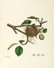 Art Prints of Chipping Sparrow Nest, Plate XXVI, American Bird Nests