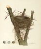 Art Prints of Crow Blackbird Nest, Plate VII, American Bird Nests