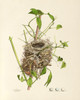 Art Prints of Indigo Bird Nest, Plate IV, American Bird Nests