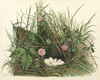 Art Prints of Quail Nest, Plate XVIII, American Bird Nests