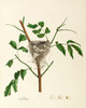 Art Prints of Traill's Flycatcher Nest, Plate XXXV, American Bird Nests