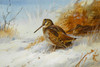 Art Prints of Winter Woodcock by Archibald Thorburn