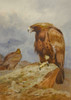 Art Prints of Pair of Golden Eagles by Archibald Thorburn