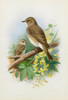 Art Prints of Spotted Flycatchers by Archibald Thorburn