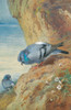 Art Prints of Rock Doves by Archibald Thorburn