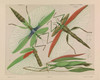 Art Prints of Red Shouldered Stick Insect by Arthur Bartholomew