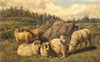 Art Prints of Sheep Reposing by Arthur Fitzwilliam Tait