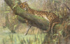 Art Prints of A Leopard Resting by Arthur Wardle