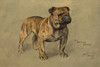 Art Prints of Portrait of a Bulldog, Pen y Lan Duchess by Arthur Wardle