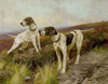 Art Prints of Pointers on a Moor by Arthur Wardle