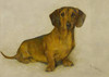 Art Prints of Romeo, a Dachshund by Arthur Wardle