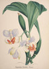 Art Prints of Aganisia, No. 77, Orchid Collection