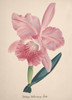 Art Prints of Cattleya, No. 87, Orchid Collection