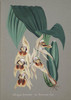 Art Prints of Coelogyne, No. 41, Orchid Collection