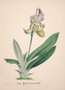 Art Prints of Cypripedium, No. 14, Orchid Collection