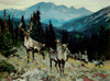 Art Prints of Mountain Caribou by Carl Rungius