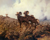 Art Prints of Rocky Mountain Sheep by Carl Rungius