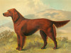 Art Prints of Irish Setter by Vero Shaw