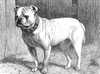 Art Prints of Mr. Meyers Bulldog, Bismark by Vero Shaw
