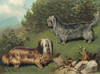 Art Prints of Skye Terriers by Vero Shaw