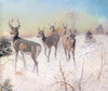 Art Prints of Deer in Winter by Charles Marion Russell