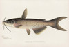 Art Prints of Channel Catfish by Sherman Foote Denton