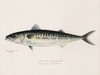 Art Prints of Common Mackerel by Sherman Foote Denton