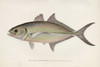 Art Prints of Yellow Mackerel by Sherman Foote Denton