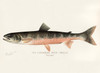 Art Prints of Canadian Red Trout, Young by Sherman Foote Denton