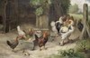 Art Prints of Farmyard Scene with Chickens and Bantams by Edgar Hunt