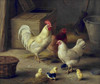 Art Prints of Chickens and Chicks in a Barn by Edgar Hunt