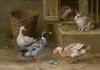 Art Prints of Ducks and Rabbits in a Farmyard by Edgar Hunt