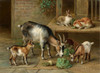 Art Prints of Rabbits and Goats at Feeding Time by Edgar Hunt